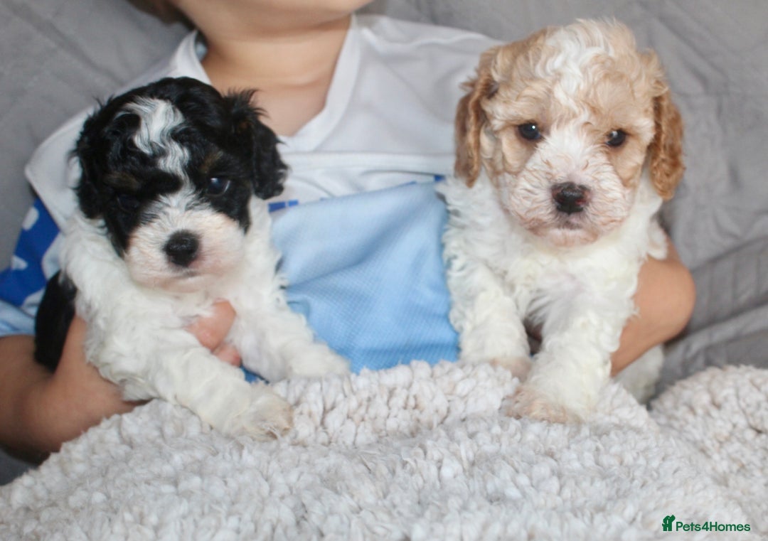 Cavapoo dogs for sale: Family raised Cavapoo puppies ready August - Image 2