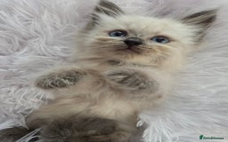 Siberian cats for sale: GCCF champion bloodline siberian nevas - Image 10
