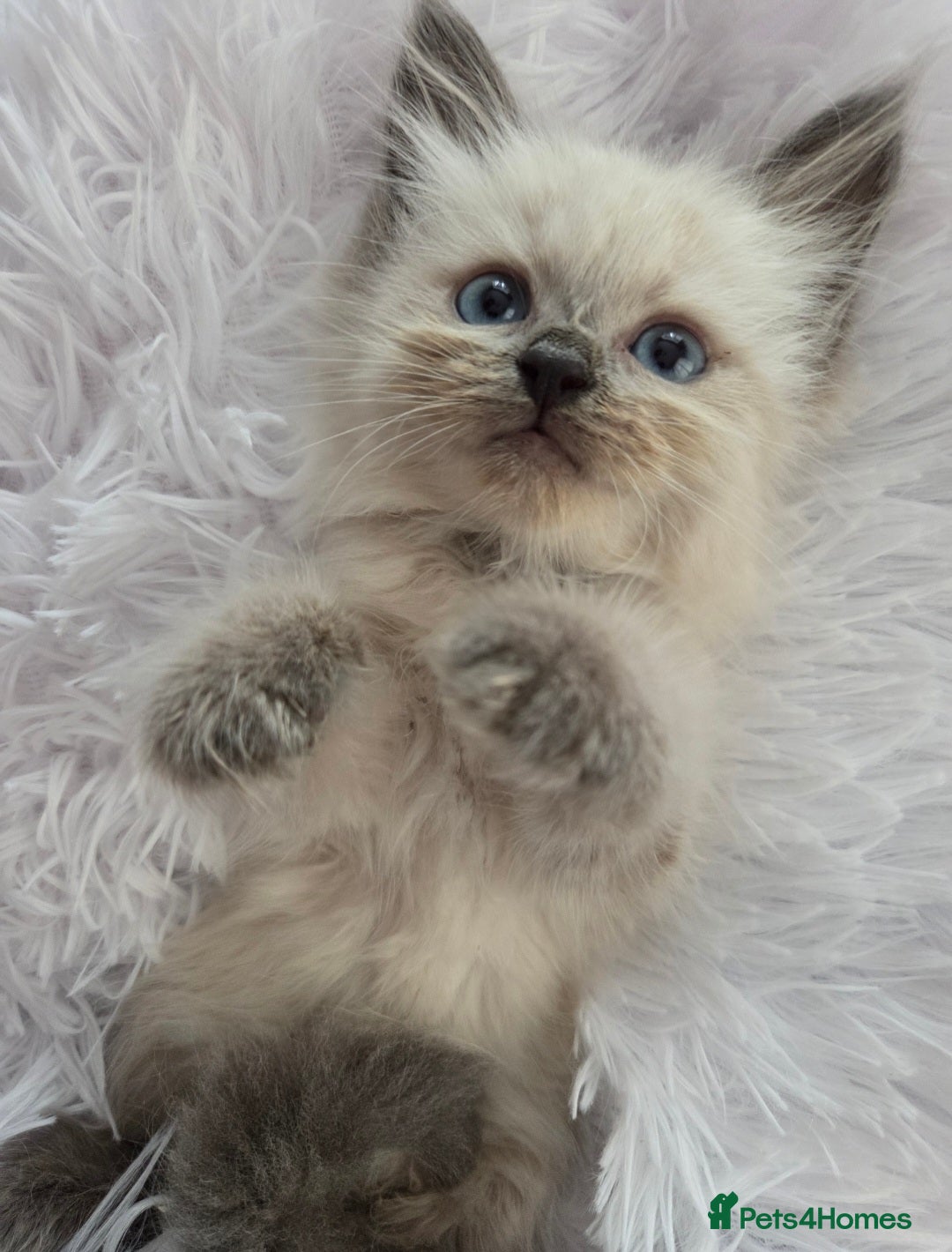 Siberian cats for sale: GCCF champion bloodline siberian nevas - Image 10