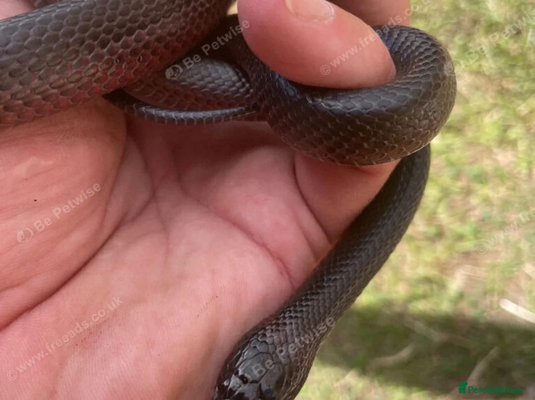 Snake reptiles for sale: Musurana bicolor  in Solihull - Advert 2