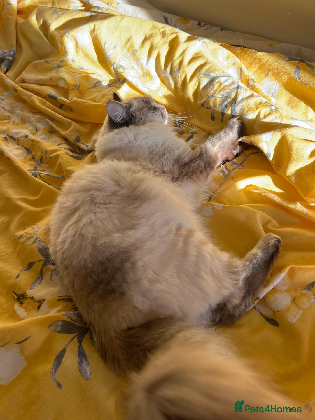 Ragdoll cats for sale: Stunning & Rare Chocolate Point Ragdoll  - Advert 3