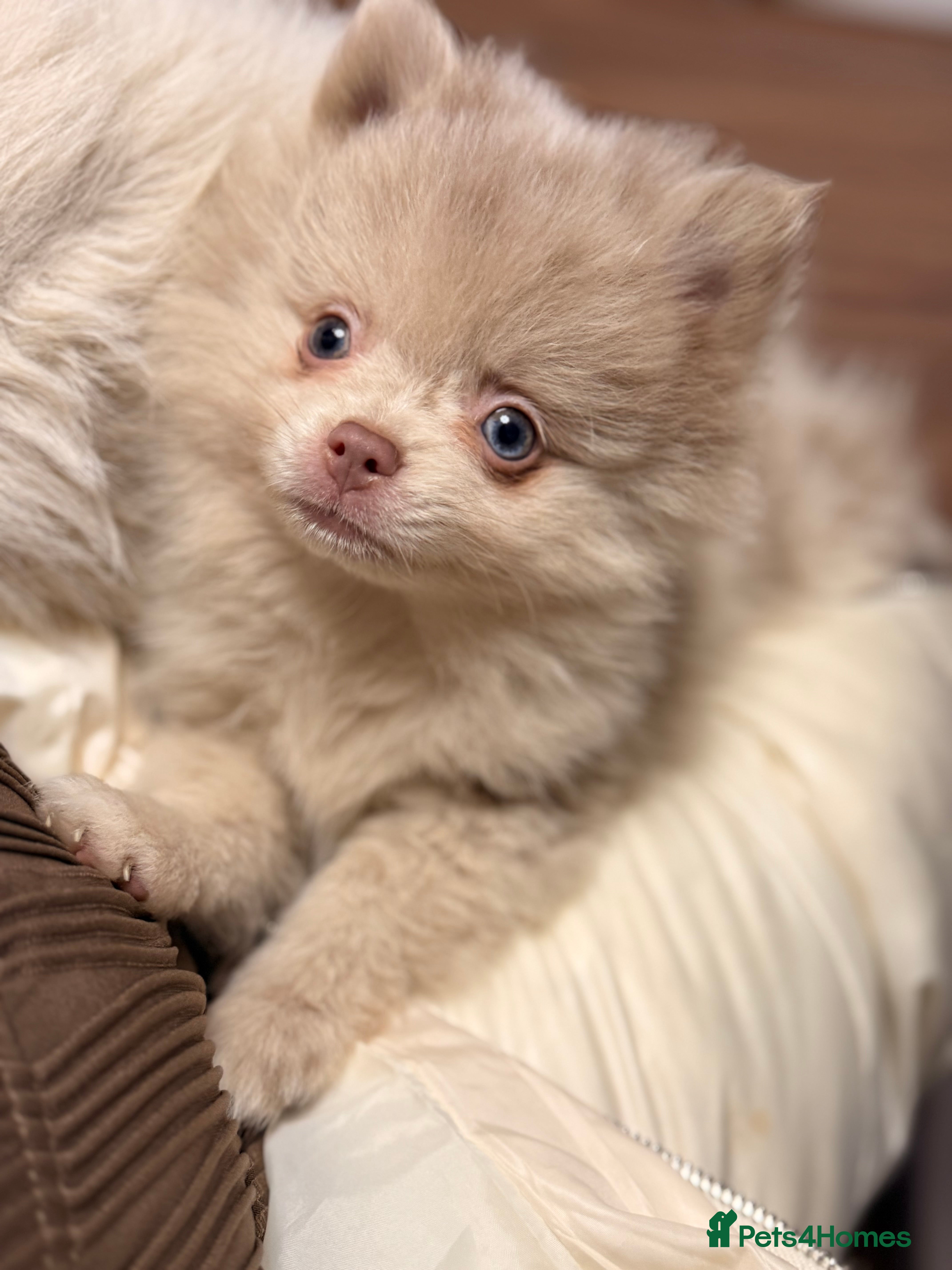 Pomeranian dogs 🧸 Dream Teddy Bear  - Advert 17