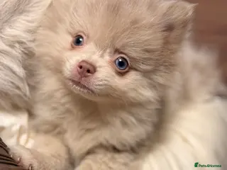 Pomeranian dogs 🧸 Dream Teddy Bear - Advert 17