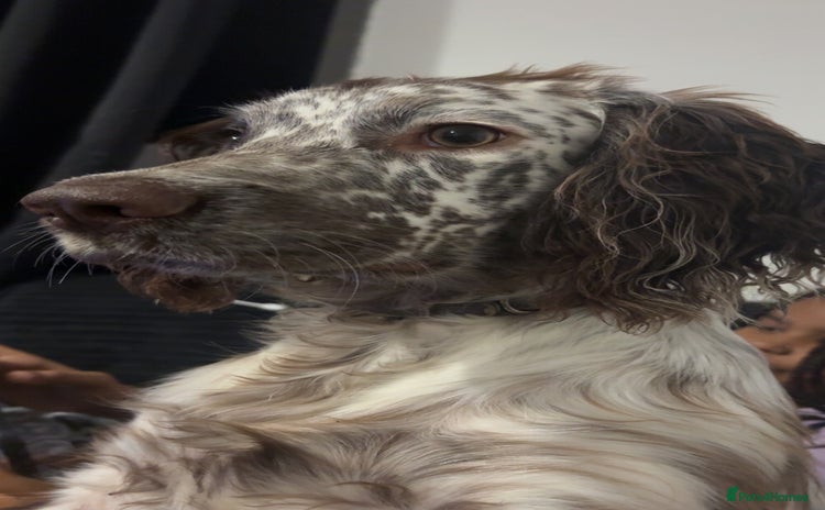 Sprocker dogs - Advert 16