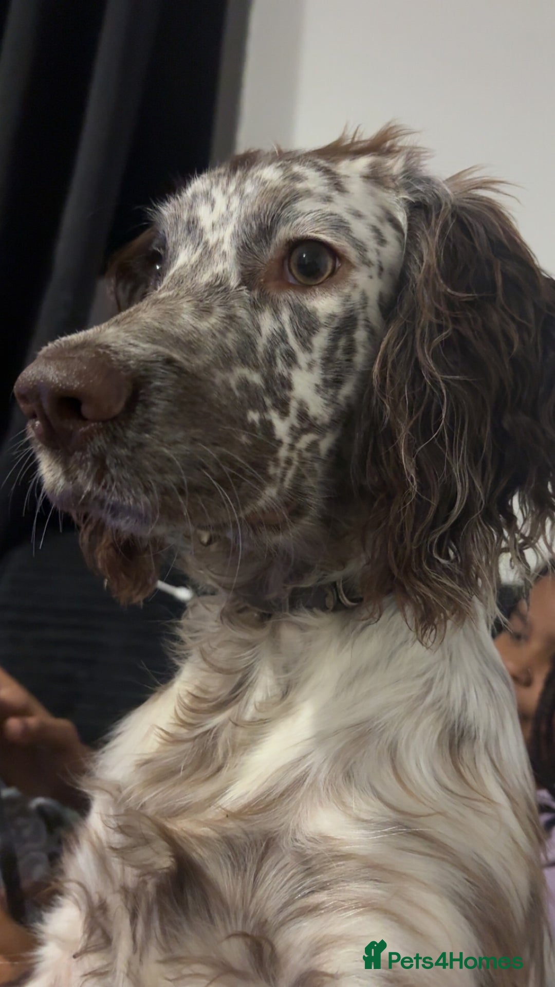 Sprocker dogs for sale: Sprocker male 7 months  - Image 1