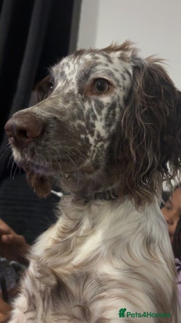 Sprocker dogs - Advert 1