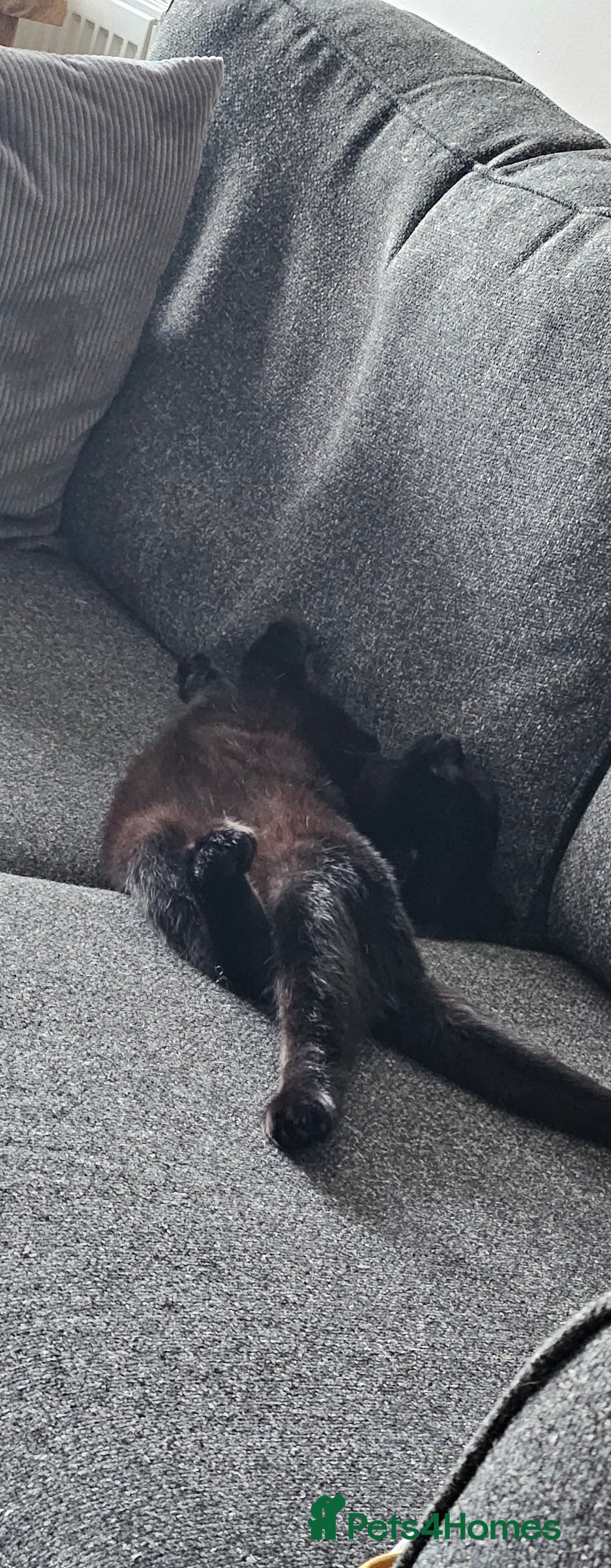 Domestic Shorthair cats for sale: 7 month old Male Domestic | looking for new home - Advert 6