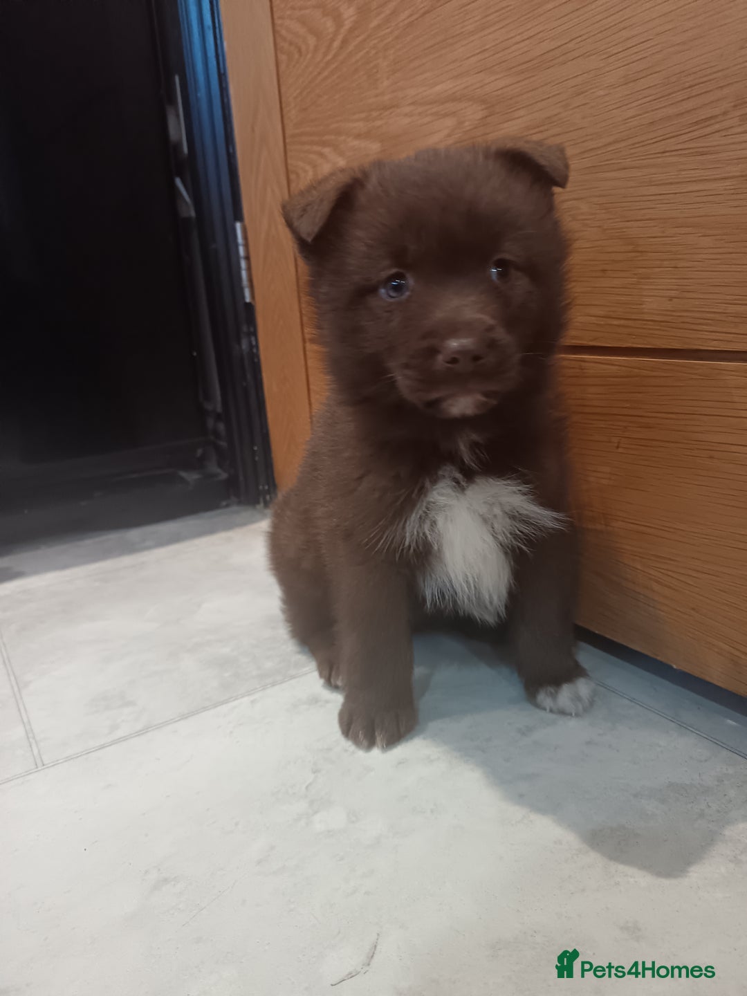 Pomsky dogs for sale: Amazing puppys - Advert 8