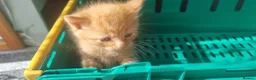 Mixed Breed cats for sale: 7 gorgeous kittens looking for a home - Advert 23