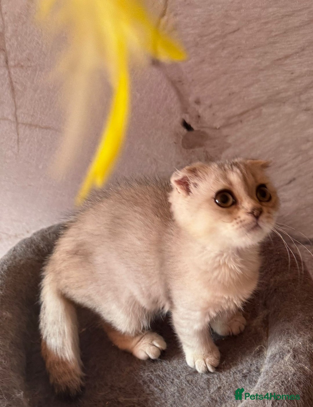 Scottish Fold cats for sale: Scottish fold kittens in hull - Image 3