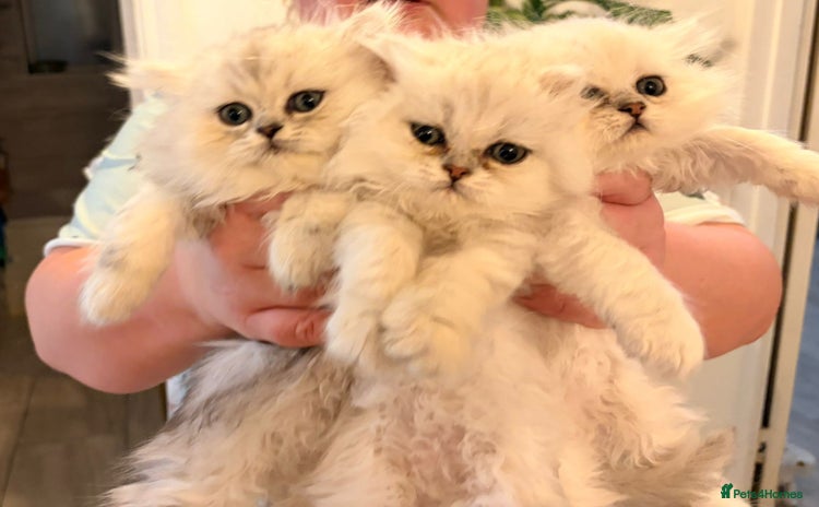 Persian cats - Advert 5