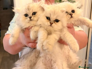 Persian cats for sale - Advert 1