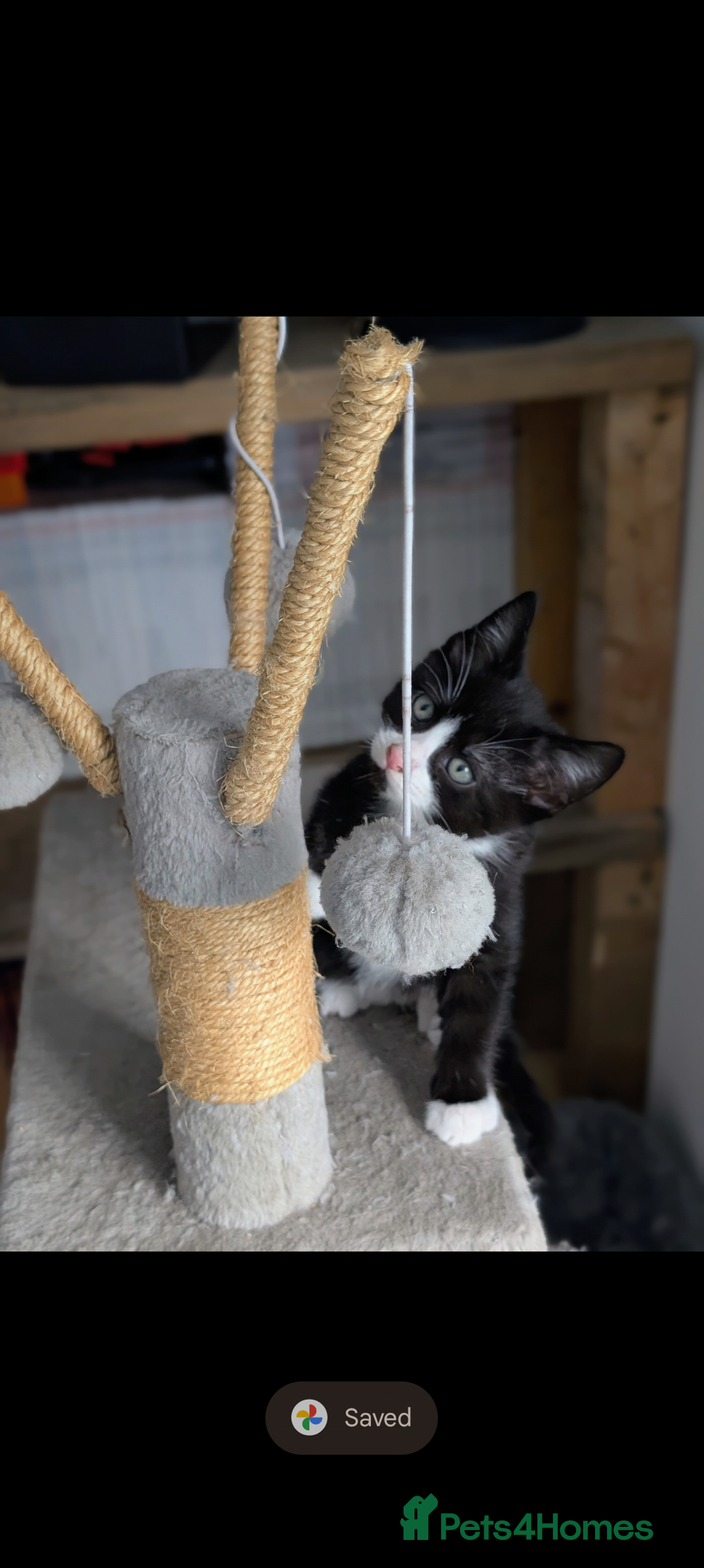 Mixed Breed cats for sale: Healthy kittens - READY NOW ( 8 weeks old )  - Image 9