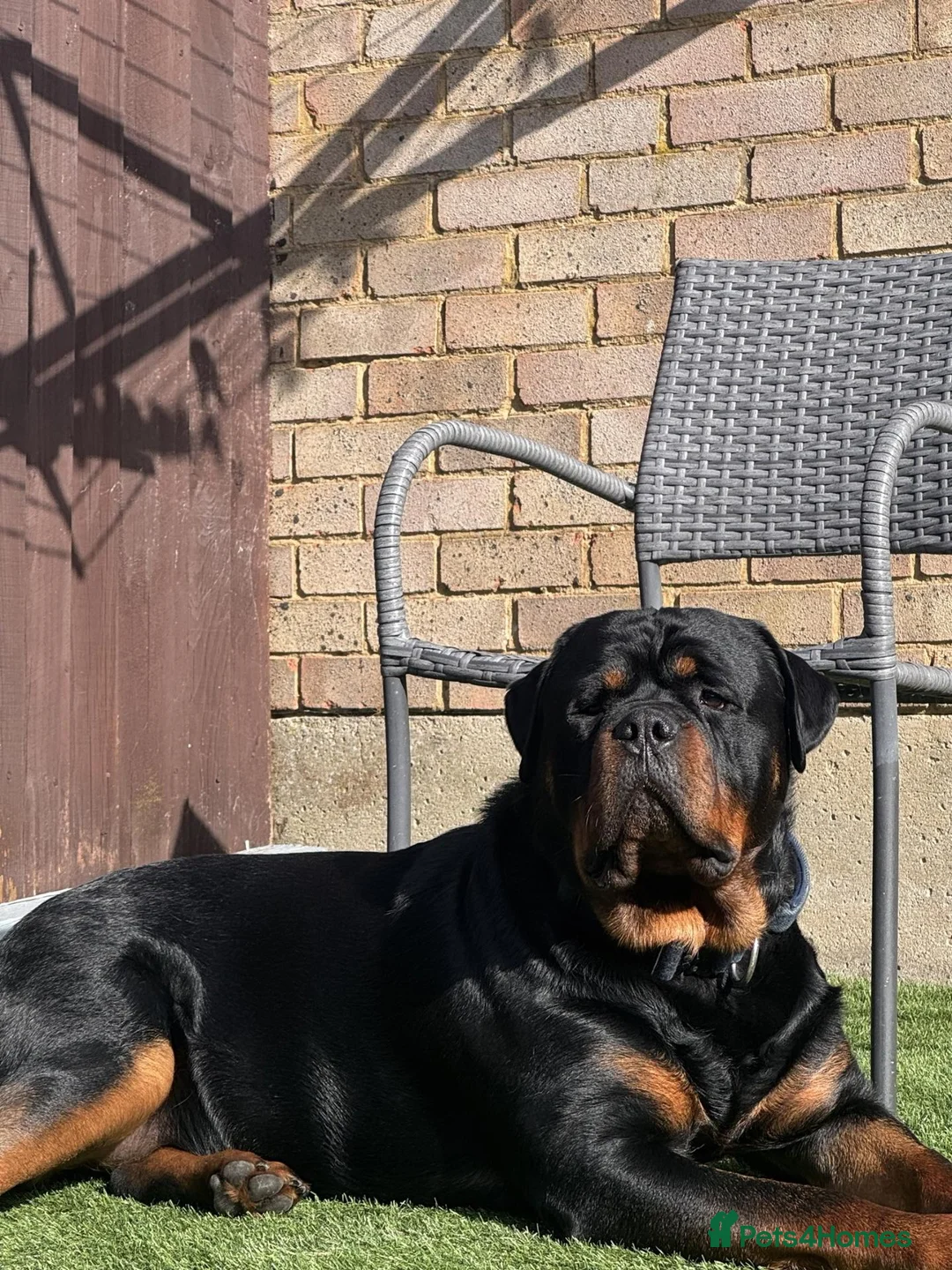 Rottweiler dogs for sale: mr milo in Haverhill - Advert 2