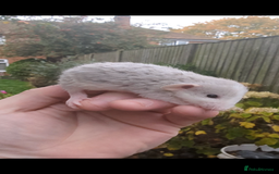 Rat rodents for sale: Fancy,Dumbo,Siamese & Rex ( NEW LITTERS AVAILABLE) - Advert 17