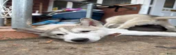 Utonagan dogs for sale: READY TO LEAVE. 3 stunning husky/malamute puppies - Advert 13