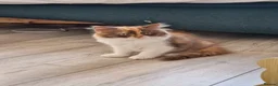 British Longhair cats for sale: Available now 😻 British Longhair kittens - TICA  - Advert 33