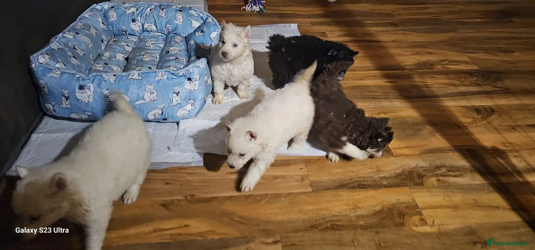 Siberian Husky dogs for sale: Wooly Siberian huskies - fully vaccinated  - Advert 23