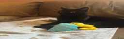 Mixed Breed cats for sale: Friendly, healthy young Milo seeking loving home - Advert 5