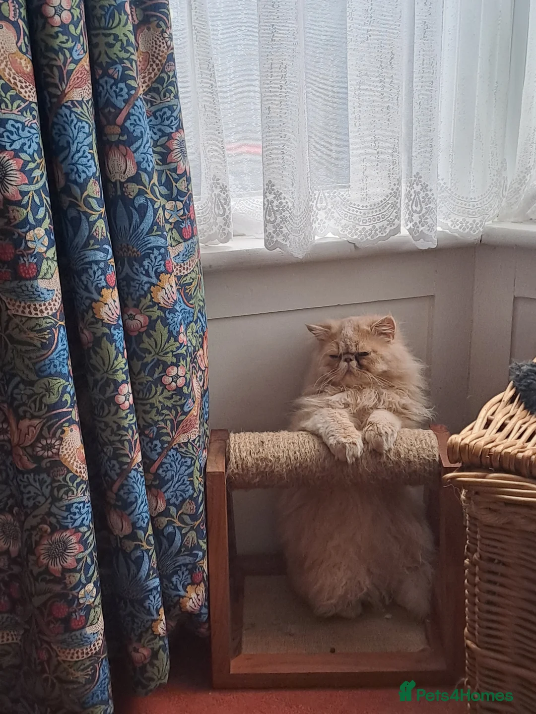 Persian cats for stud: GCCF brother's for stud!!  - Advert 9