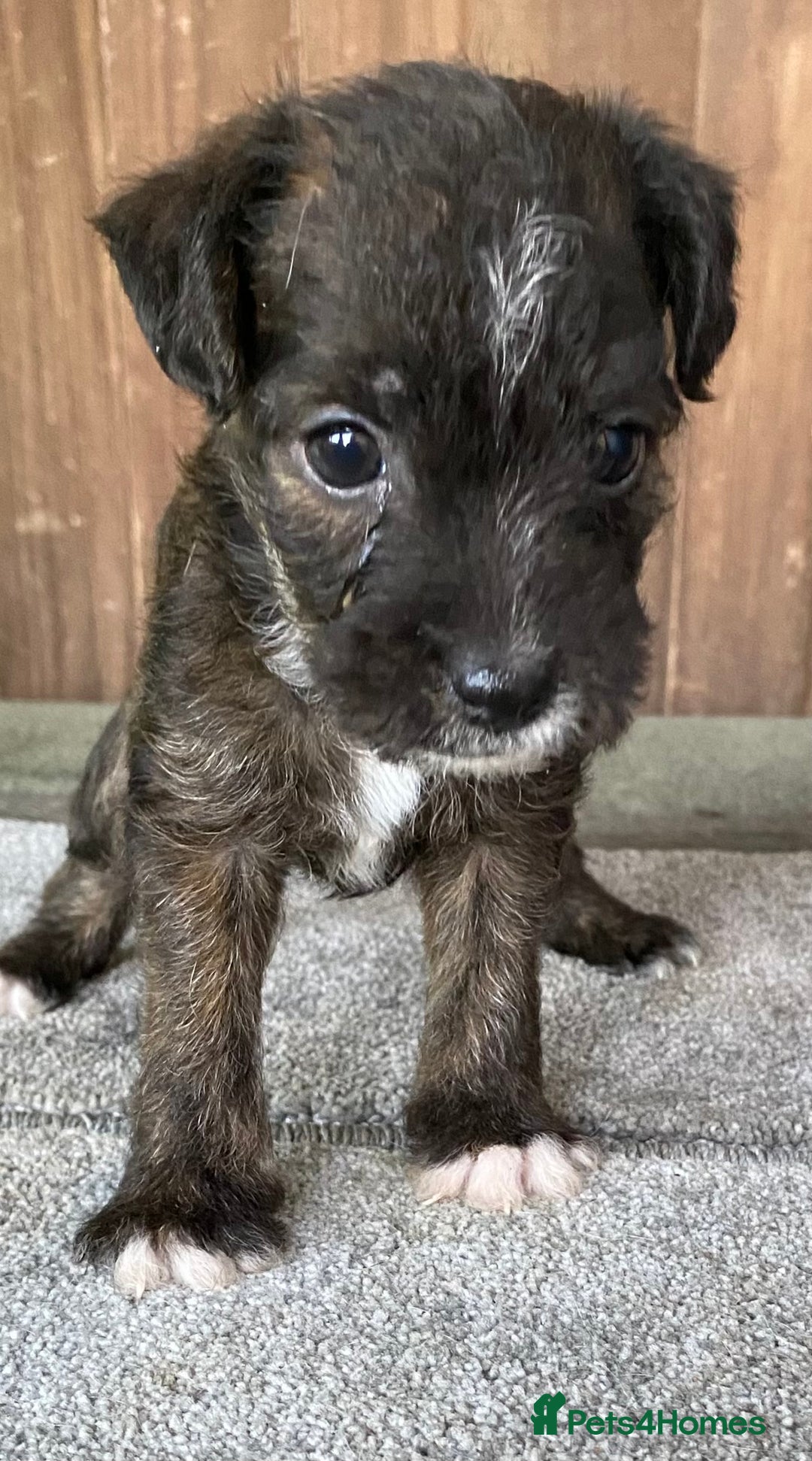 Jack Russell dogs for sale:  **  JACK RUSSELL PUPPIES - READY TO GO - Advert 33