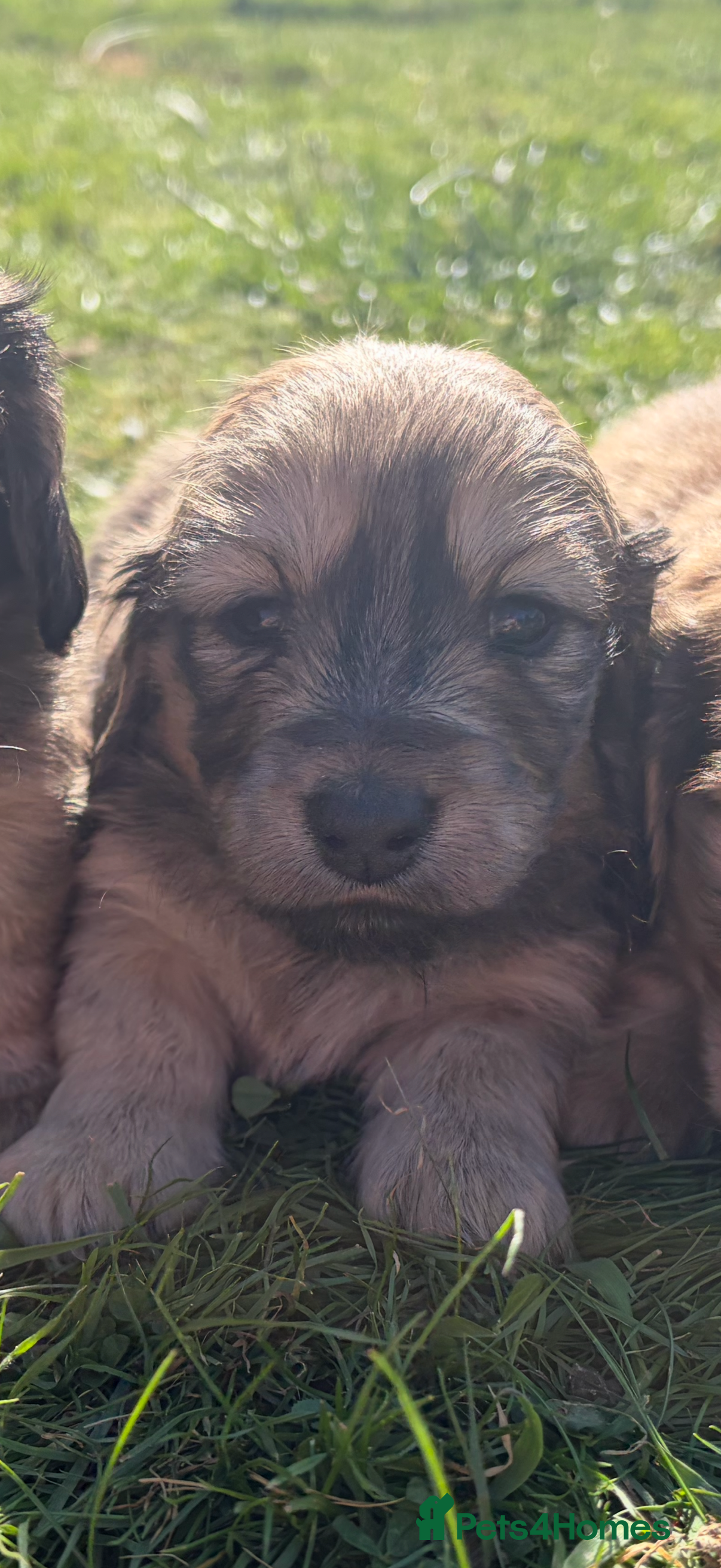 Miniature Dachshund dogs Shaded cream long haired miniature Daschunds  - Advert 2
