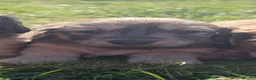 Miniature Dachshund dogs for sale: Shaded cream long haired miniature Daschunds  in Appleby-in-Westmorland - Advert 2