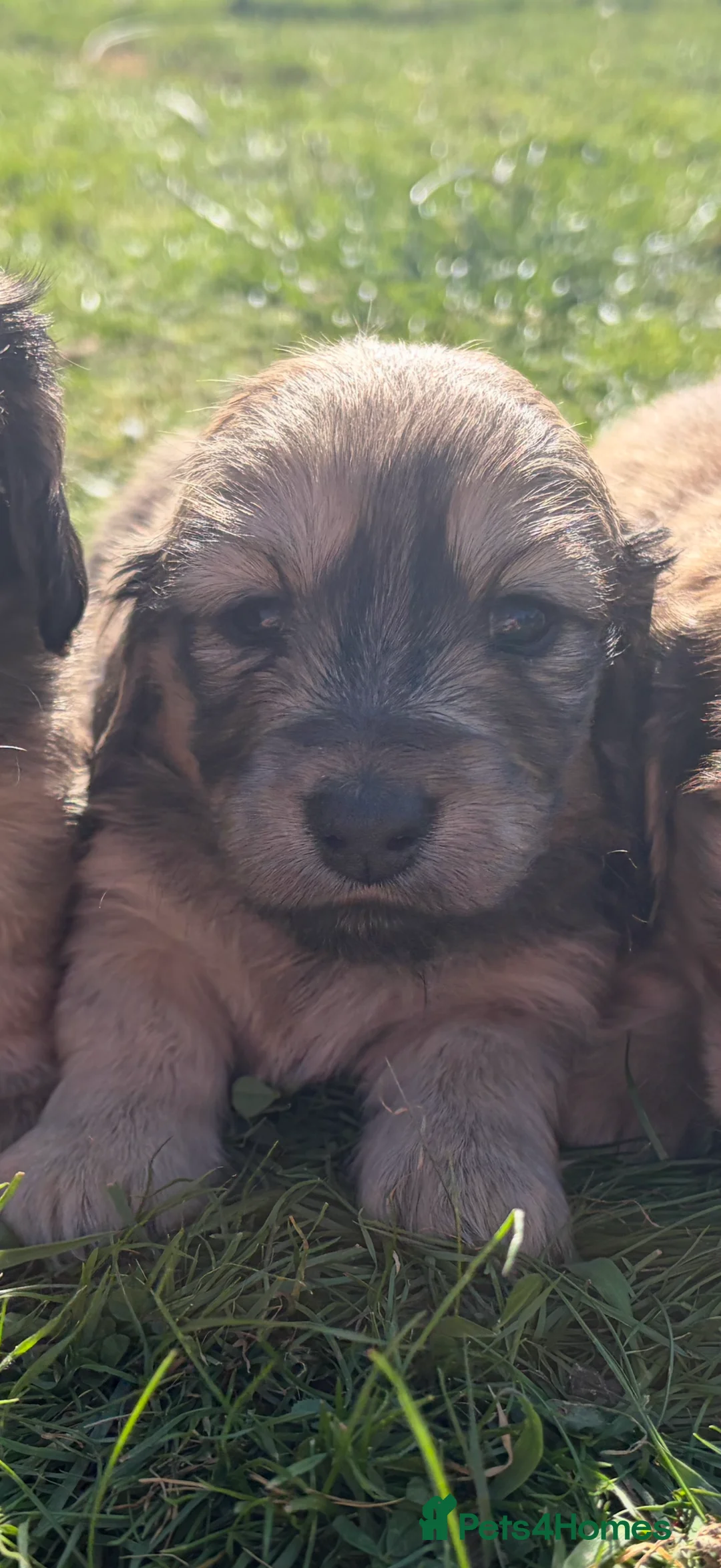 Miniature Dachshund dogs for sale: Shaded cream long haired miniature Daschunds  in Appleby-in-Westmorland - Advert 2