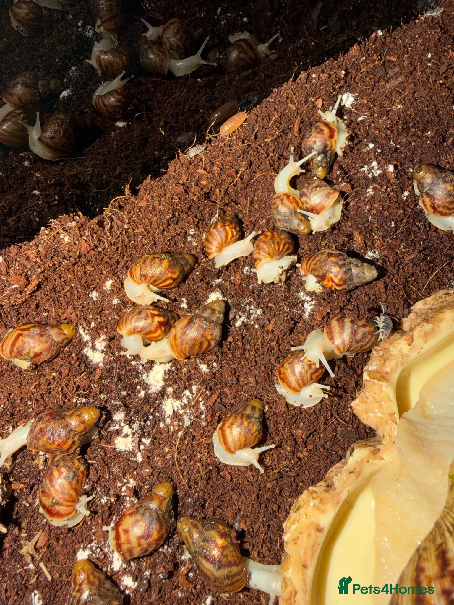Snails invertebrates Beautiful Giant African Land Snails BABIES  - Advert 2