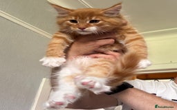 Maine Coon cats for sale: Ready now Maine Coon large Boys GCCF - Image 10