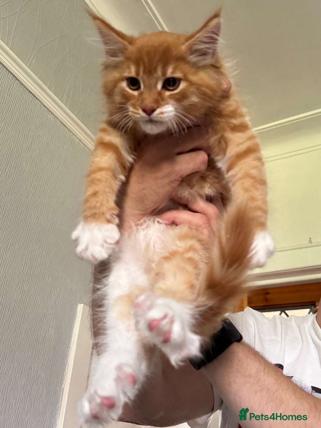 Maine Coon cats for sale: Ready now Maine Coon large Boys GCCF - Image 10