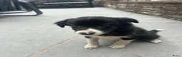 Mixed Breed dogs for sale: 🐾 Six Beautiful Welsh Border Collies 🐾 - Advert 16