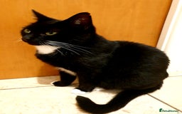Mixed Breed cats for sale: Adorable trio of kittens  - Image 27