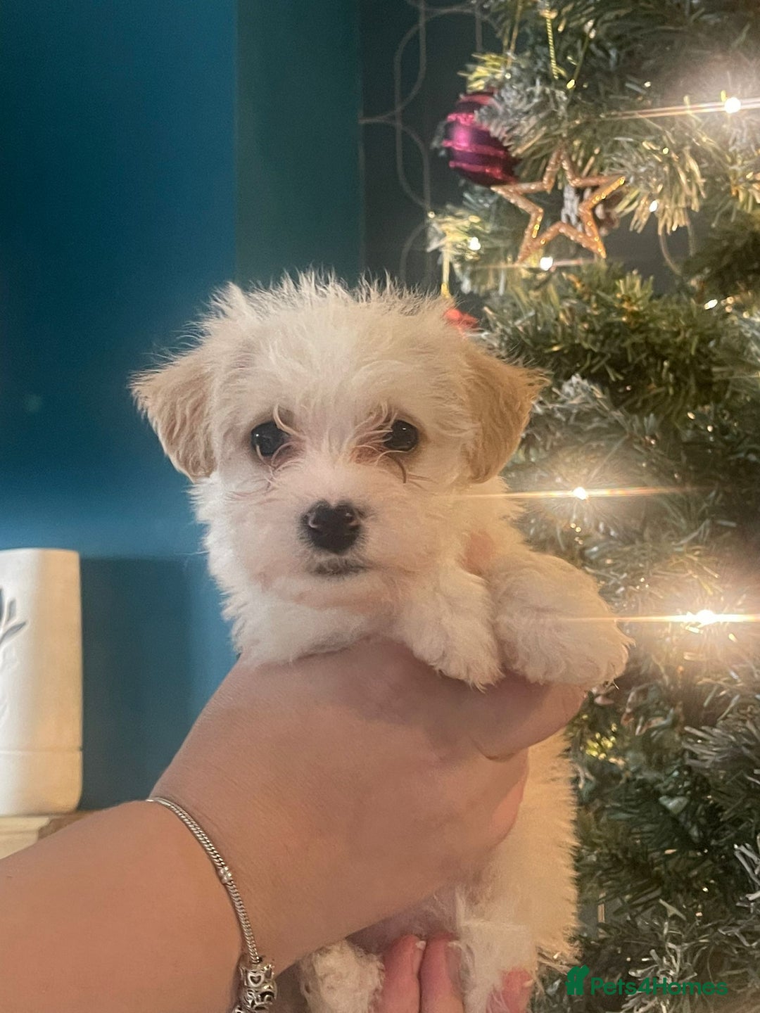 Mixed Breed dogs for sale: Beautiful jack chon puppies  - Advert 1