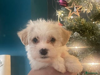 Mixed Breed dogs Beautiful jack chon puppies - Advert 4