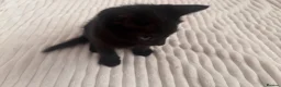 Mixed Breed cats for sale: Black kittens - Advert 8