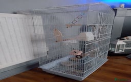 Budgerigars birds for sale: Male budgie  - Image 3