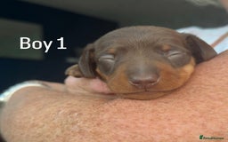 Miniature Dachshund dogs for sale: Miniature Dachshund Puppies For Sale  - Image 3