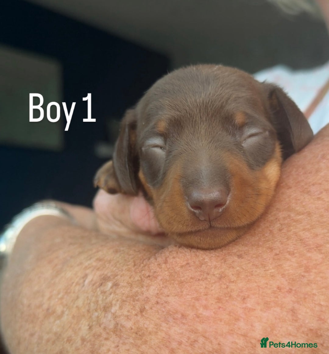 Miniature Dachshund dogs for sale: Miniature Dachshund Puppies For Sale  - Image 3