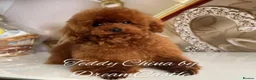 Toy Poodle dogs for stud: Deep red Asian poodle stud  - Advert 3