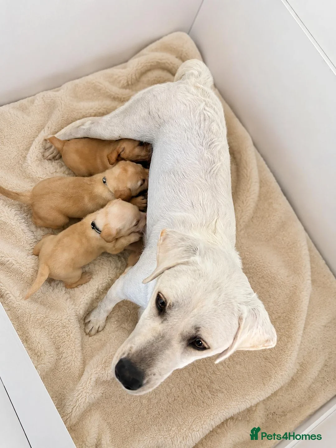 Labrador Retriever dogs for sale: Trained Labradors  - Advert 7