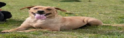 Goldador dogs for sale: 6 Beautiful Goldador Puppies - Advert 2