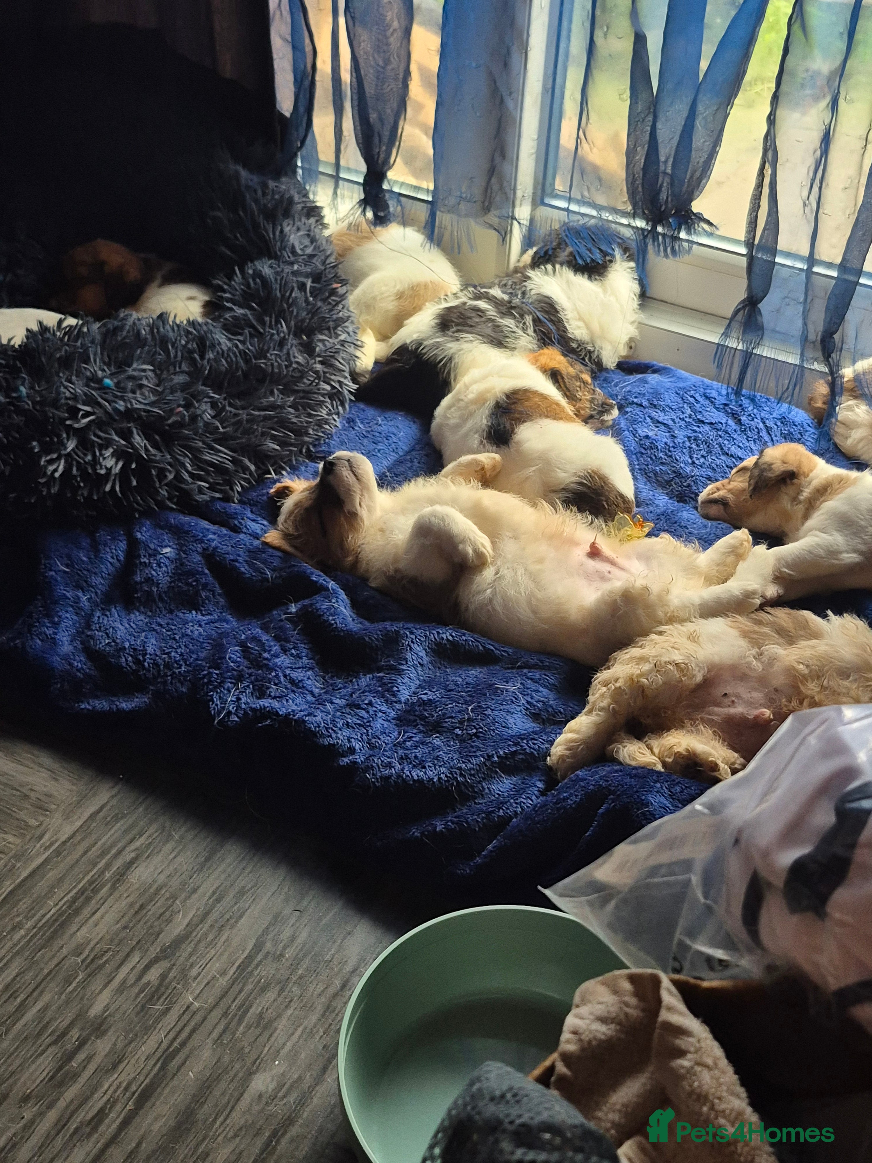 Mixed Breed dogs Puppies  - Advert 1