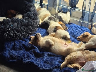 Mixed Breed dogs Puppies - Advert 2