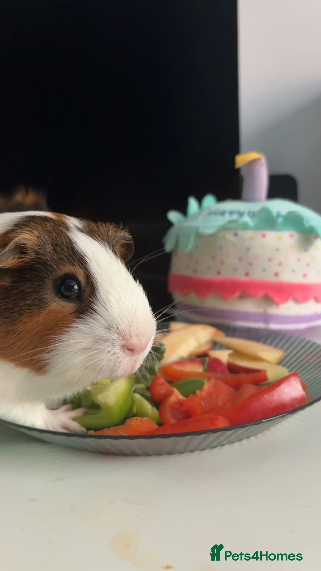 Guinea Pig rodents for sale: Bonded male guinea pigs – loving home needed💔 - Advert 11