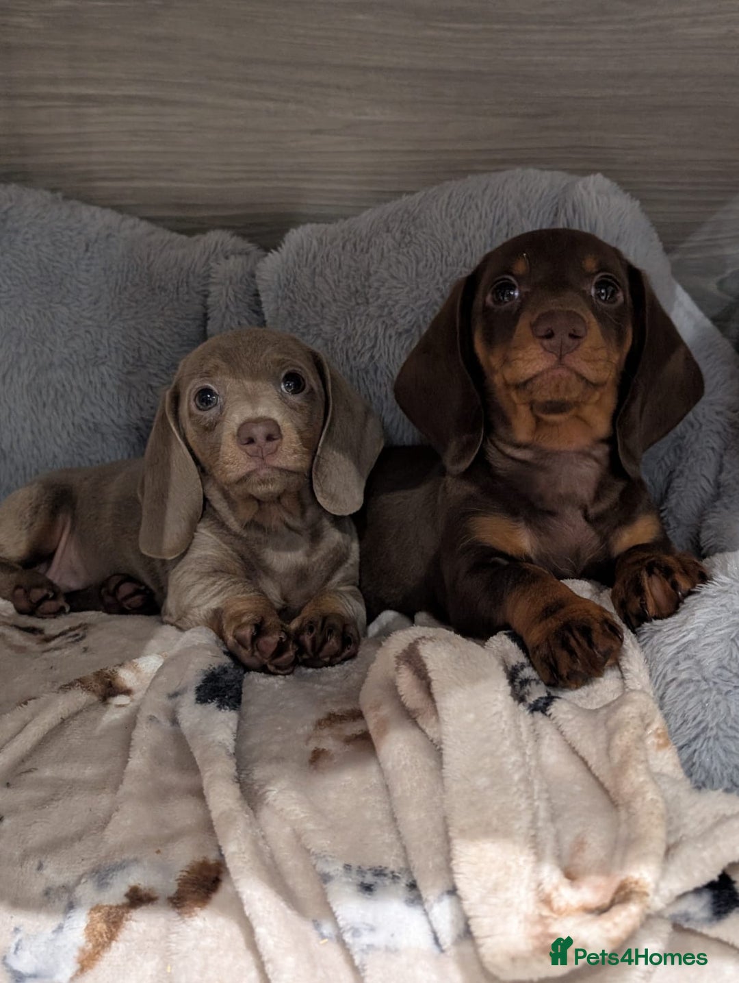 Miniature Dachshund dogs for sale: Adorable little of miniature daschunds  - Advert 1