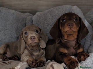 Miniature Dachshund dogs Adorable little of miniature daschunds - Advert 1