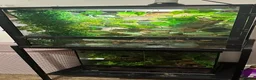 Chameleon reptiles for sale: Male Panther Chameleon With Full Setup & Stand - Advert 4