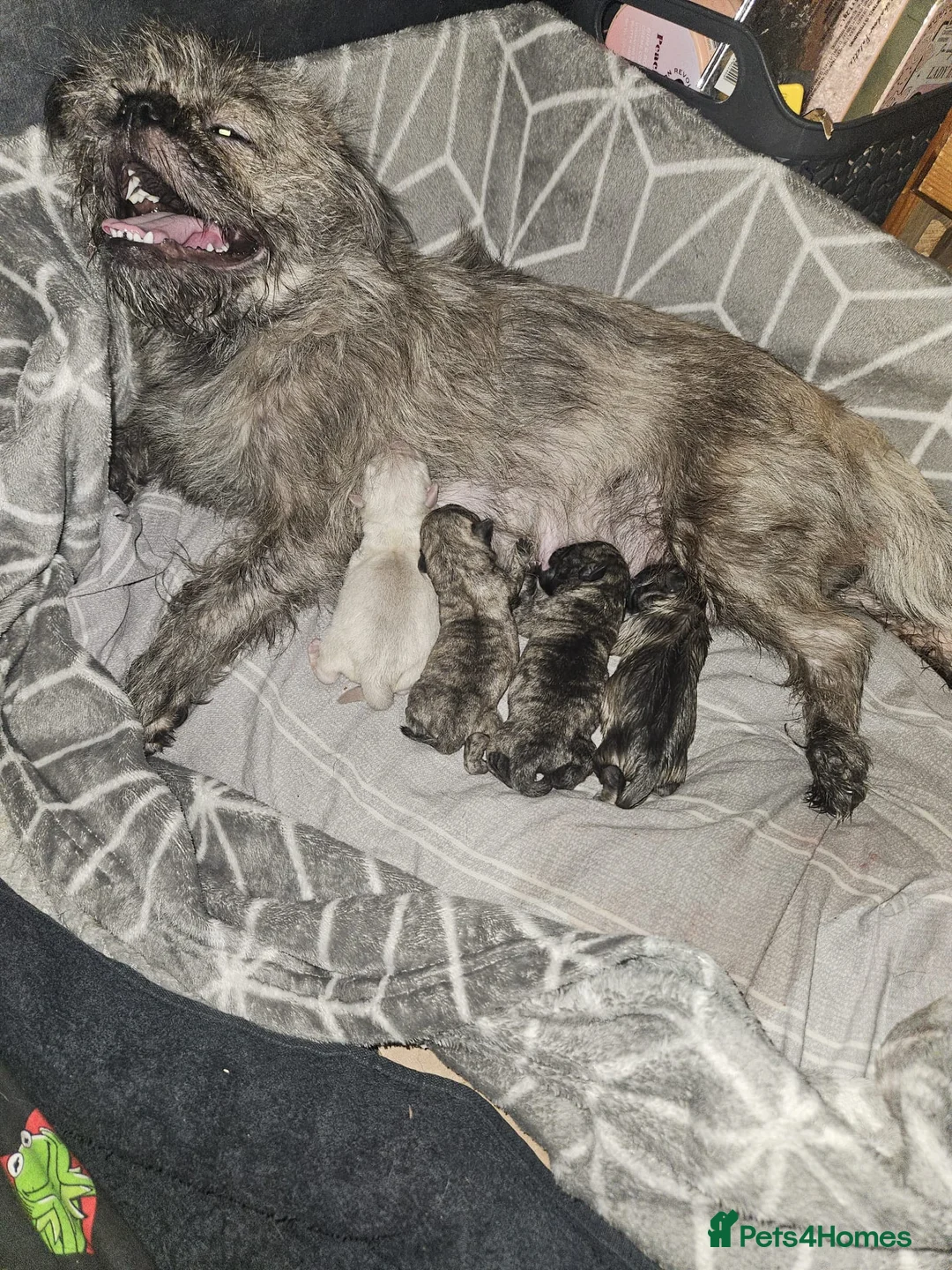 Mixed Breed dogs for sale: Pug/shitzu puppies  in Rossendale - Advert 1