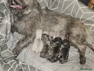 Mixed Breed dogs Pug/shitzu puppies in Rossendale - Advert 2